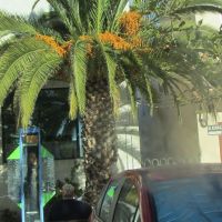 009
